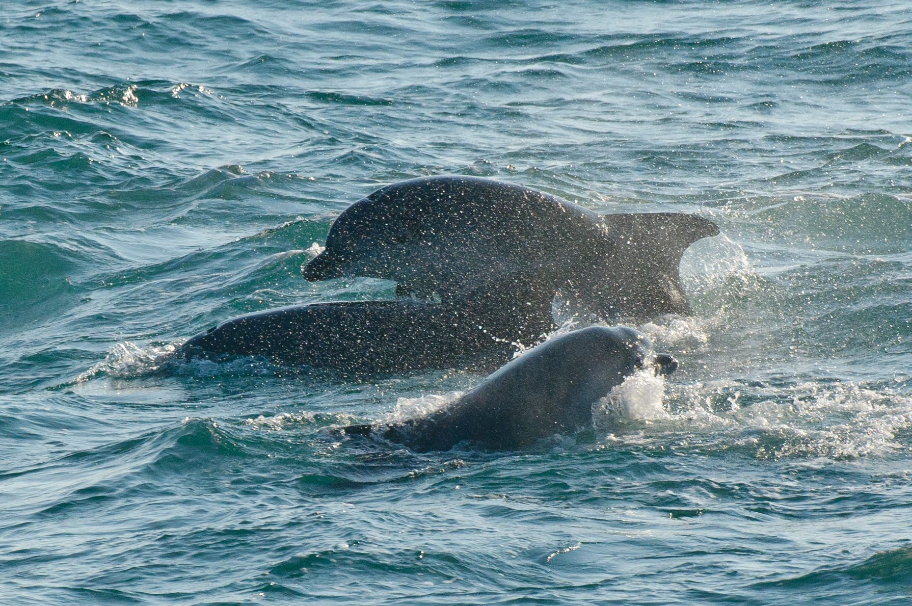 A hearty "click, whistle, squeak" to England's first known resident pod of bottlenose dolphins.