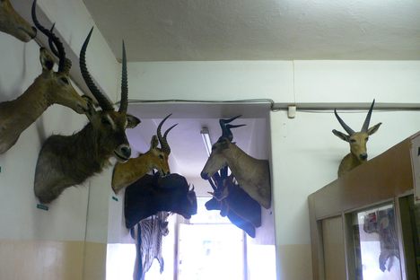 Creation Museum, Taxidermy Hall of Fame, and Antique Tool Museum
