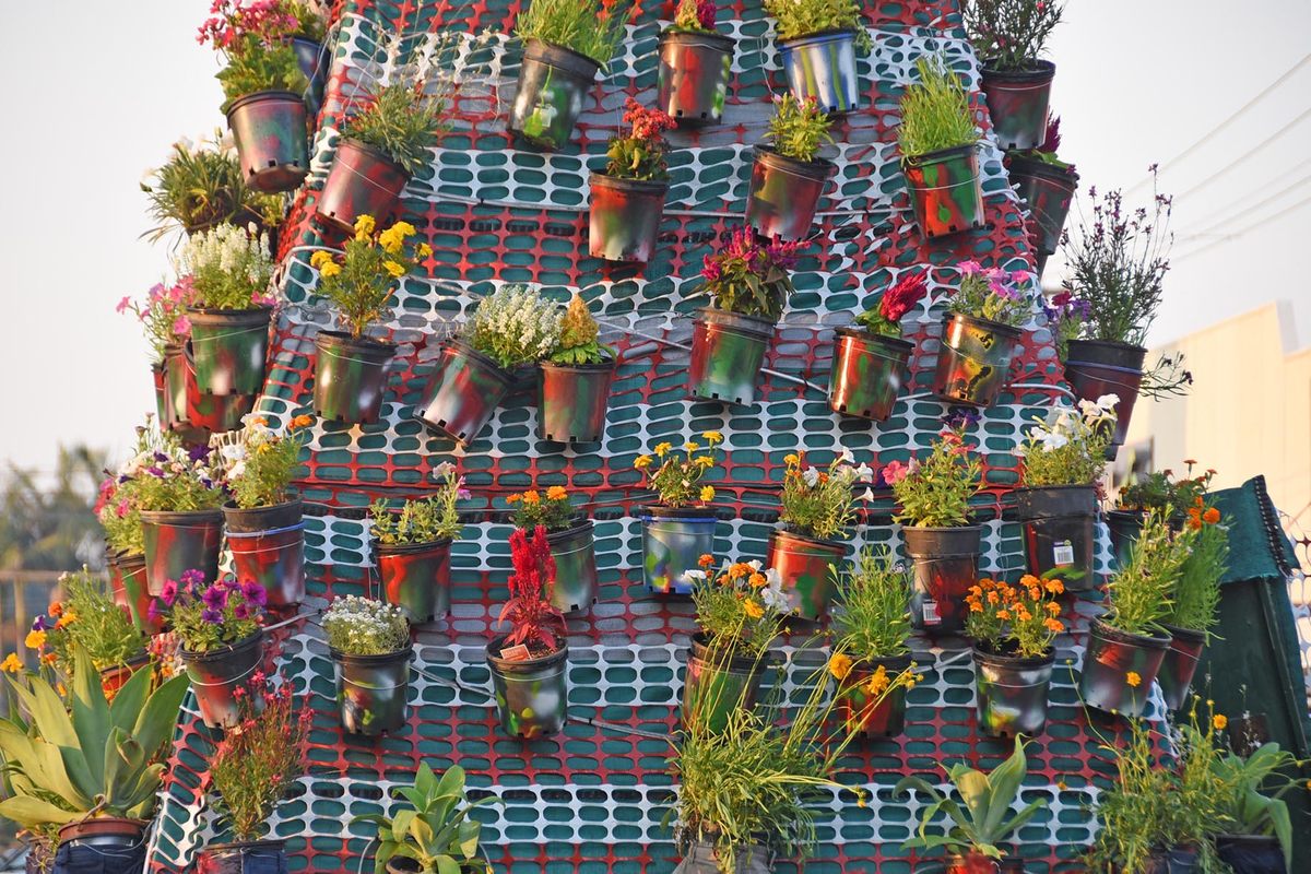 In 2019, the tree was comprised of a bunch of tiny plants.