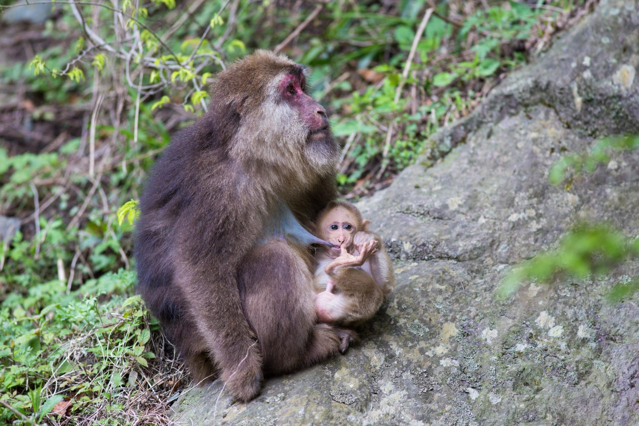 A female Tibetan macaque breastfeeds an infant. 