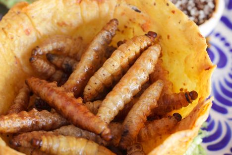 Maguey Worm