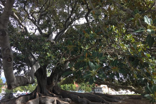 The Moreton Bay Fig Tree.