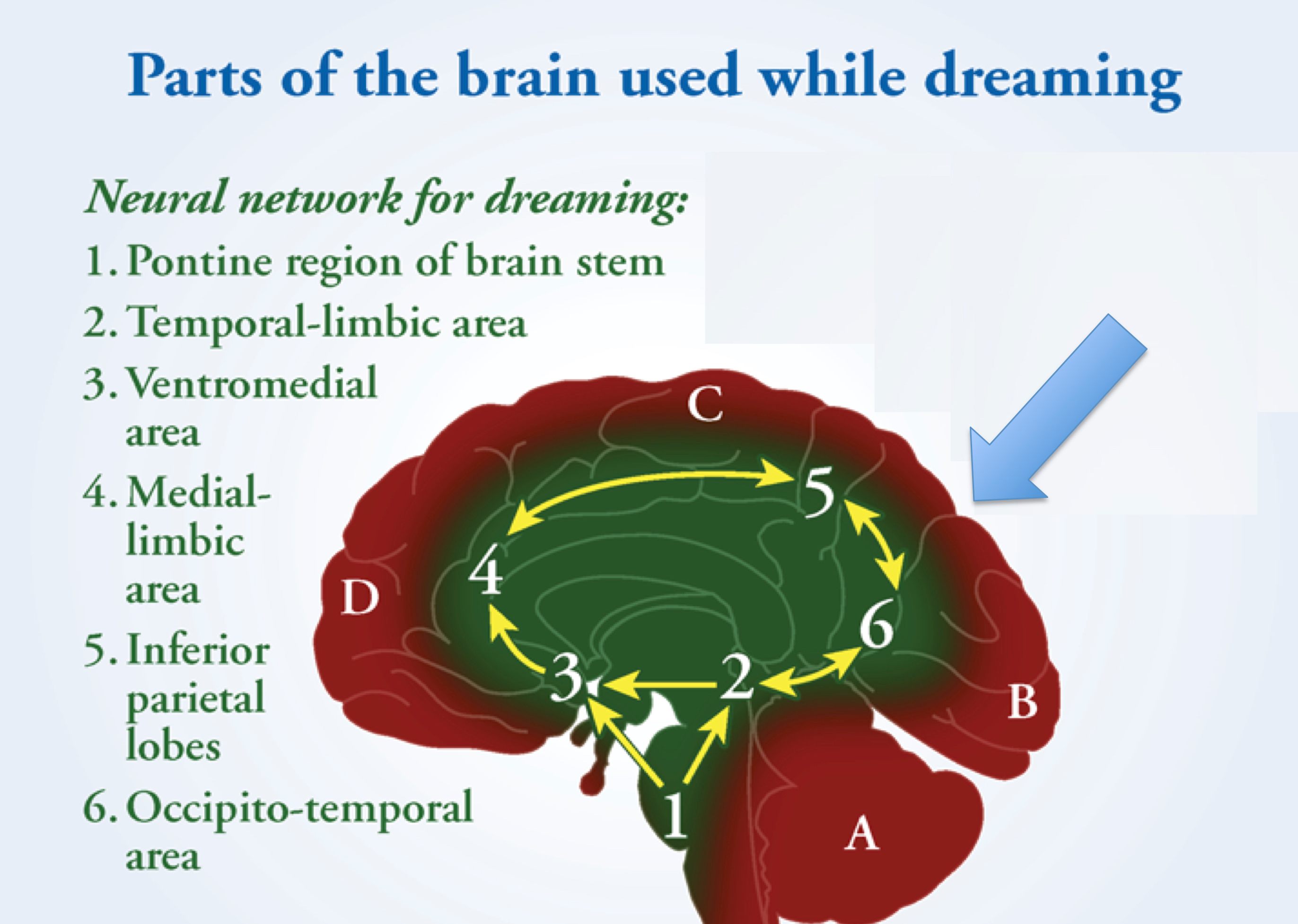 Dreams at Brain. Slow brain