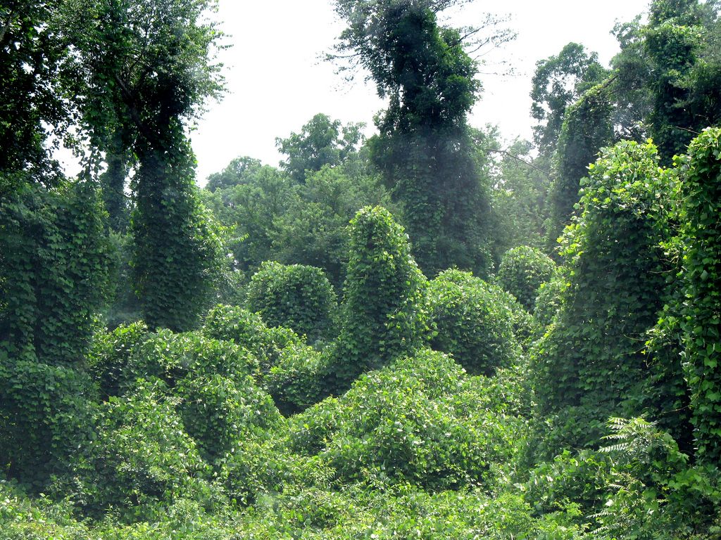 About seven decades after the North Carolina poetry contest extolling its virtues, kudzu overtakes a North Carolina forest.