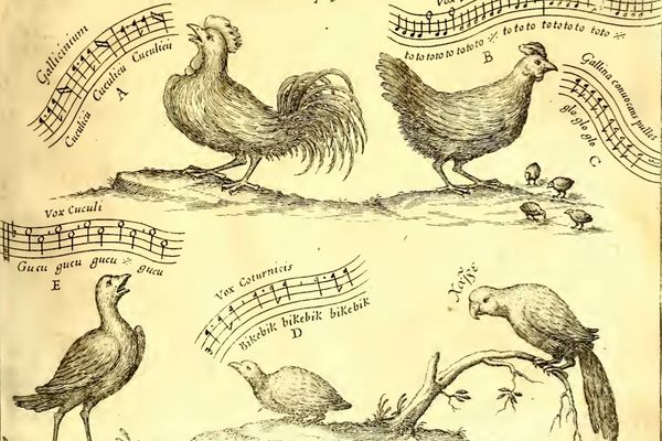 Athanasius Kircher's singing menagerie, the first known example of musically notated birdsong.