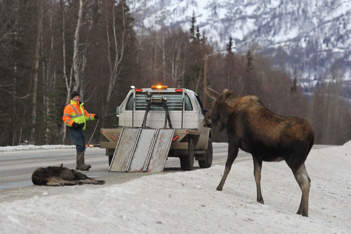 Don Dyer of the Alaska Moose Federation stares down a moose cow trying to protect the body of her dead calf in 2016.
