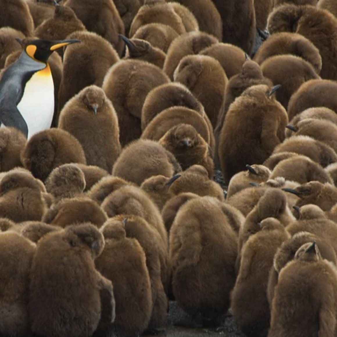 120 King Penguin-Creche, South Georgia Island.