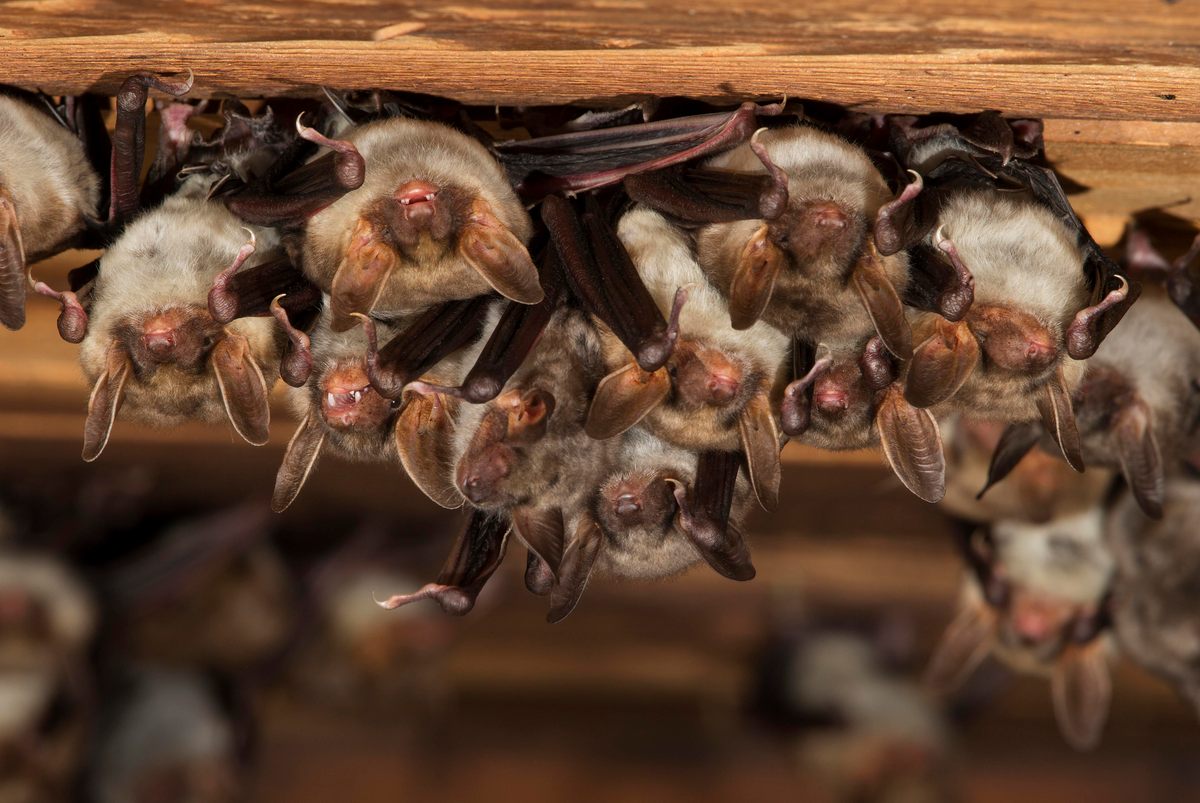 A great mouse-eared bat roost of females and young in the attic of a church in Germany, typical for the social animal.