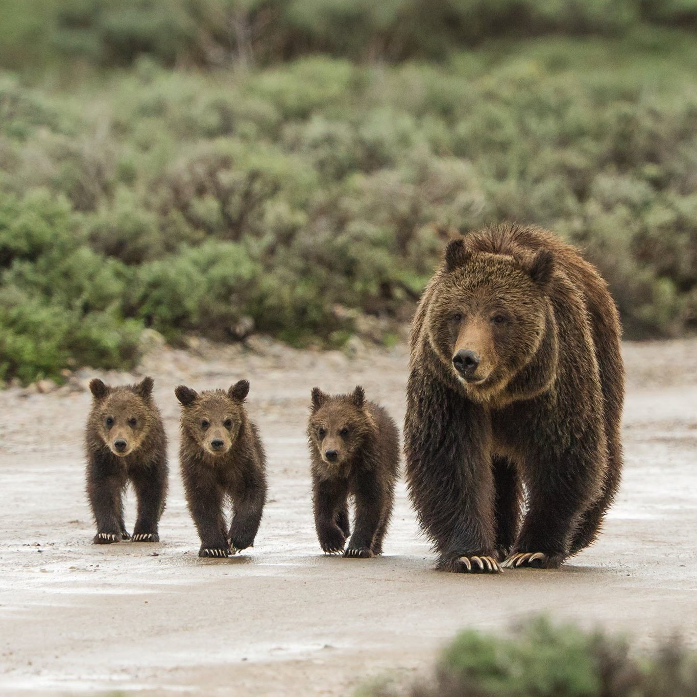 Grizzly bear 399 and three of her cubs.
