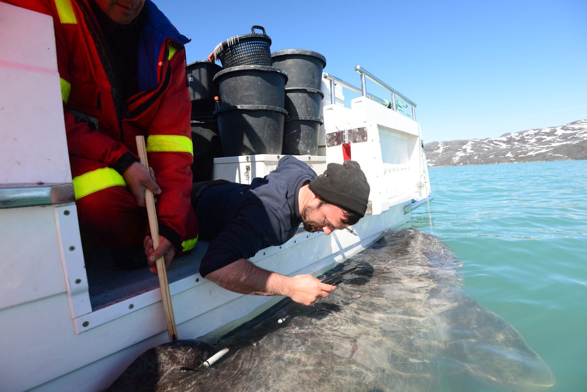 Scientist Julius Nielsen up close with a Greenland shark.