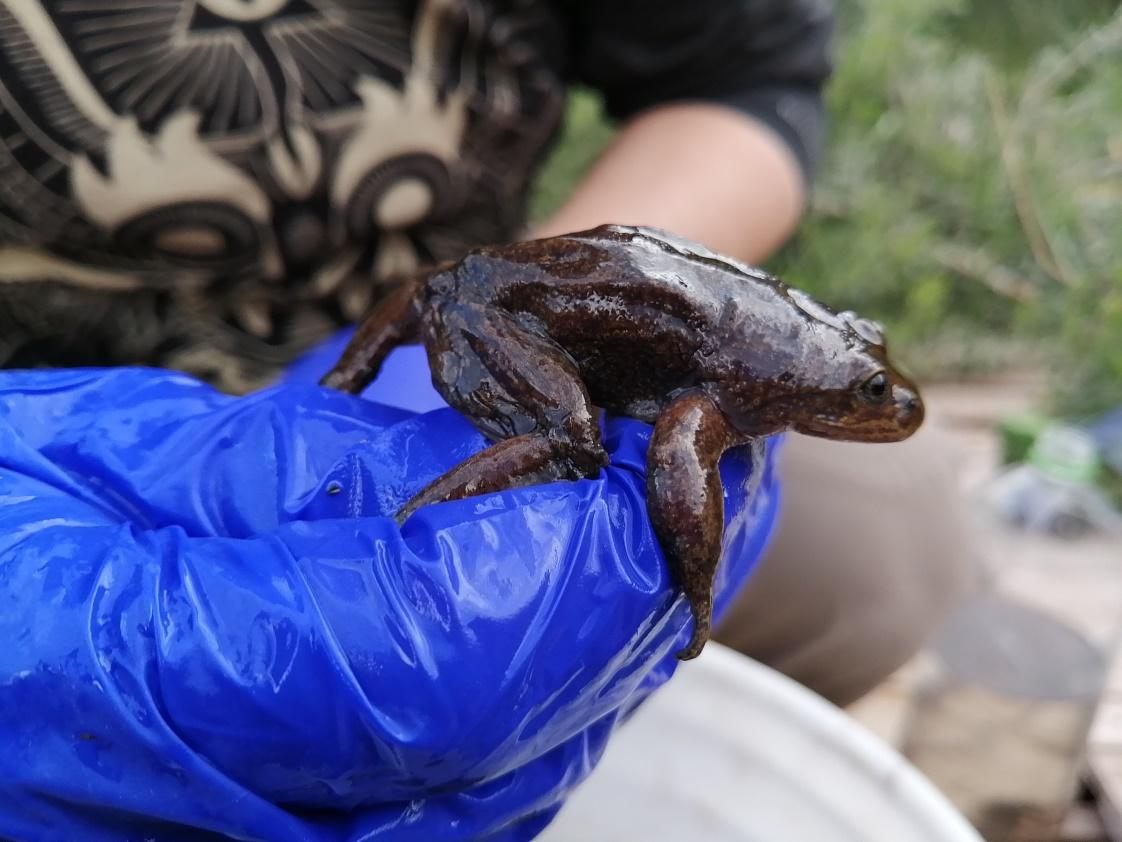 Saving the World's Last 14 Loa Water Frogs - Atlas Obscura