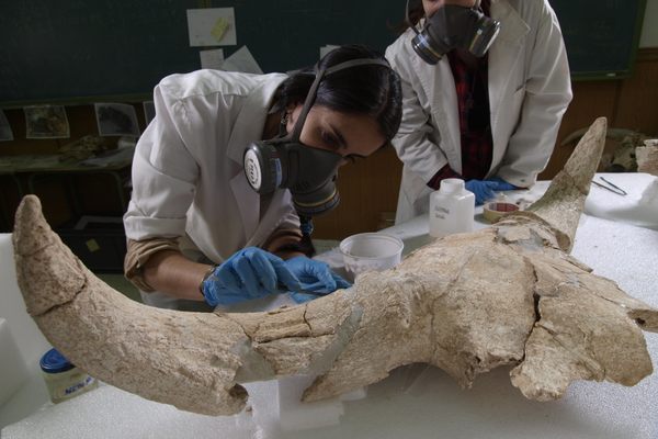 研究人员发现的遗骸额的35个大型游戏动物头骨Des-Cubierta马德里附近的洞穴,西班牙。