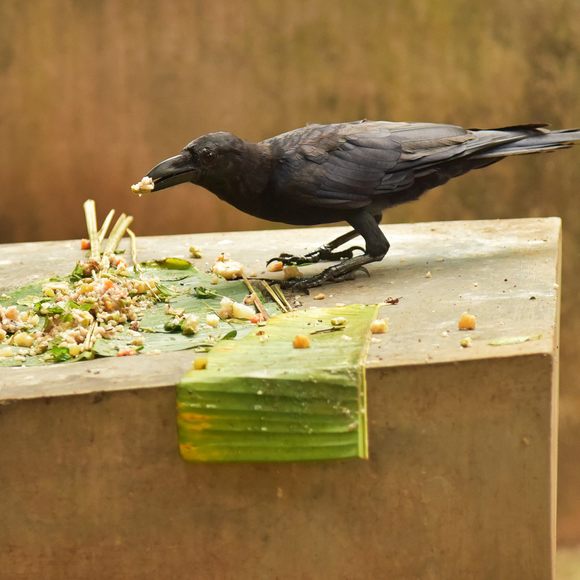 A crow feeds on a family's offering of boiled rice, ghee, jaggery, fruits, and vegetables. 