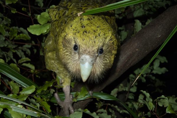 The chubby, moss-colored, papaya-scented kākāpō.