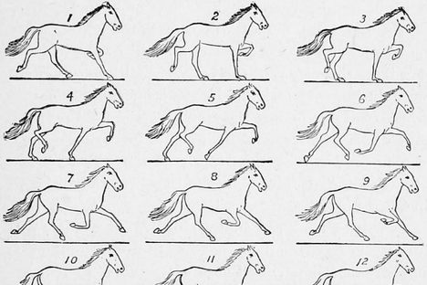 Animal Locomotion: Reanimating Muybridge's 19th Century Illustrations with GIFs