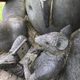 Victor's Way Indian Sculpture Park – Wicklow, Ireland - Atlas Obscura