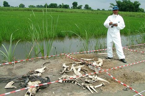Roma Khan conducting preliminary work on decomposition of cattle.