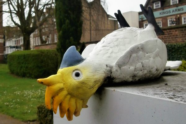 Dead, or just pining?