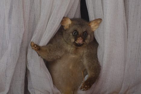 Opossum World