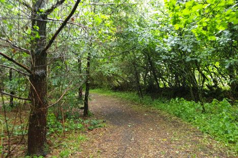 Clements Wood