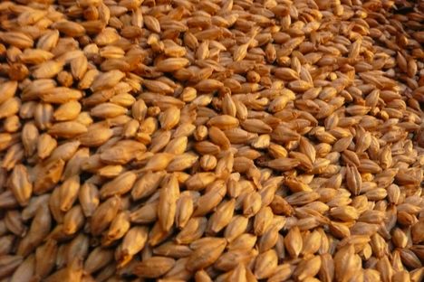 Malted barley: just a couple of steps away from beer. 
