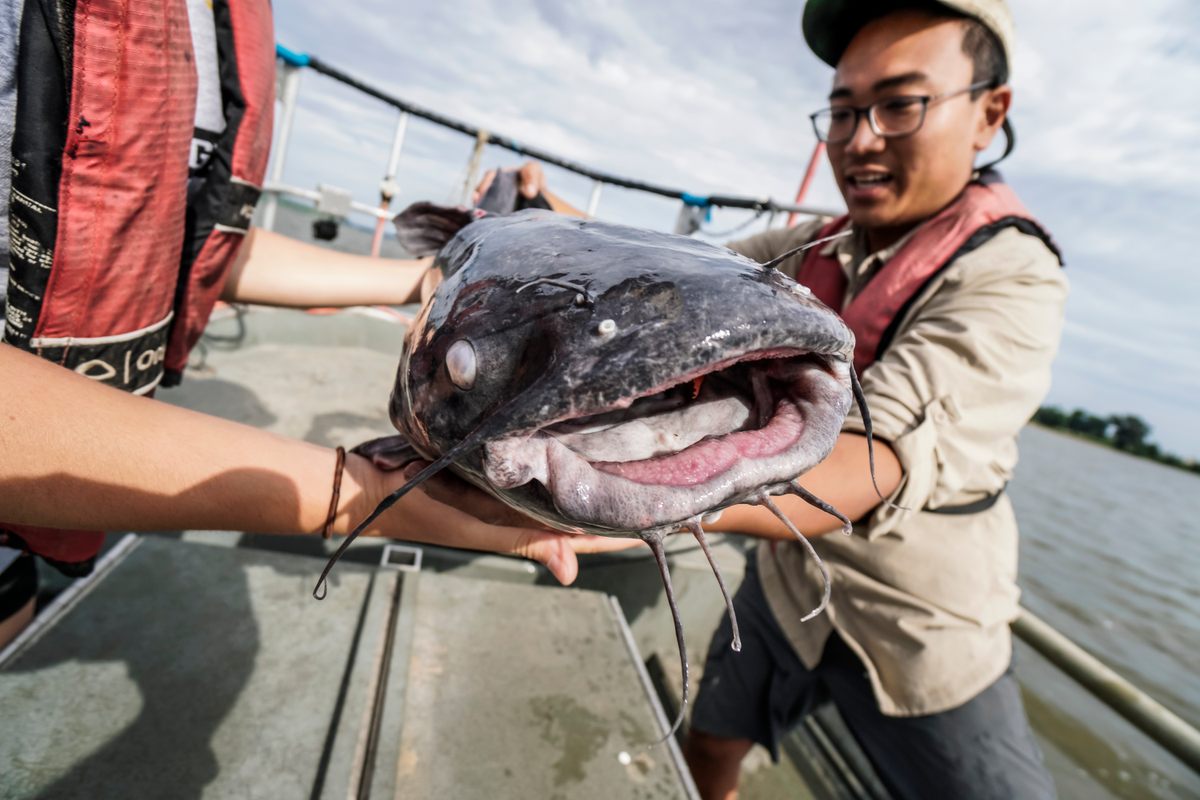 Invasive Catfish Are Rewriting Chesapeake Bay Cuisine