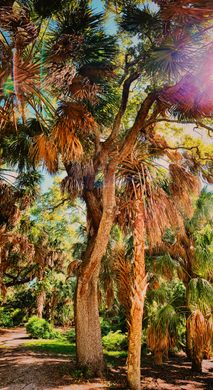 Jungle Prada Site – St. Petersburg, Florida - Atlas Obscura