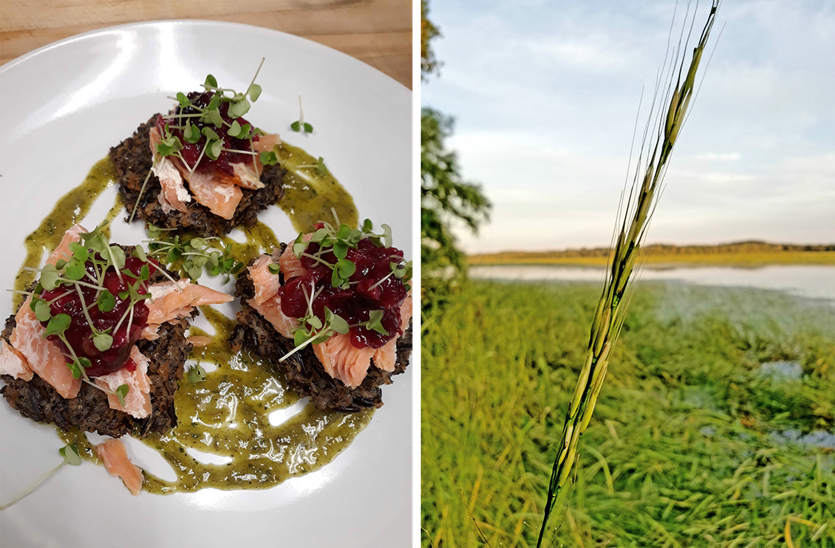 Albert's Red Lake Nation wild-rice fritters with smoked trout, cranberry black-walnut relish, and charred wild-onion vinaigrette (left). A wild rice stalk on the Mississippi River In Brainerd, Minnesota (right).