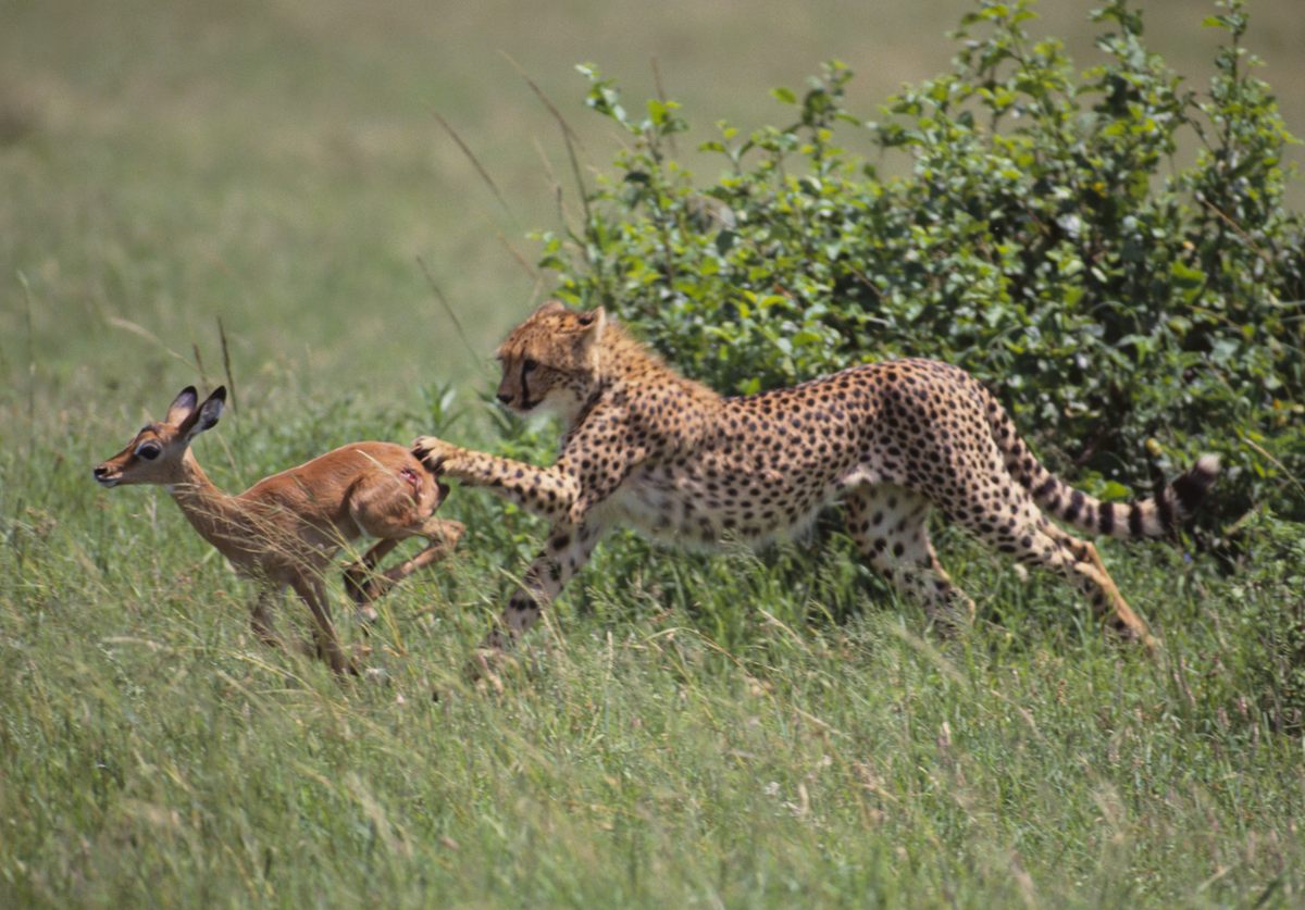 Animals Don't Just Flee–They Make Surprisingly Careful Escape Plans ...