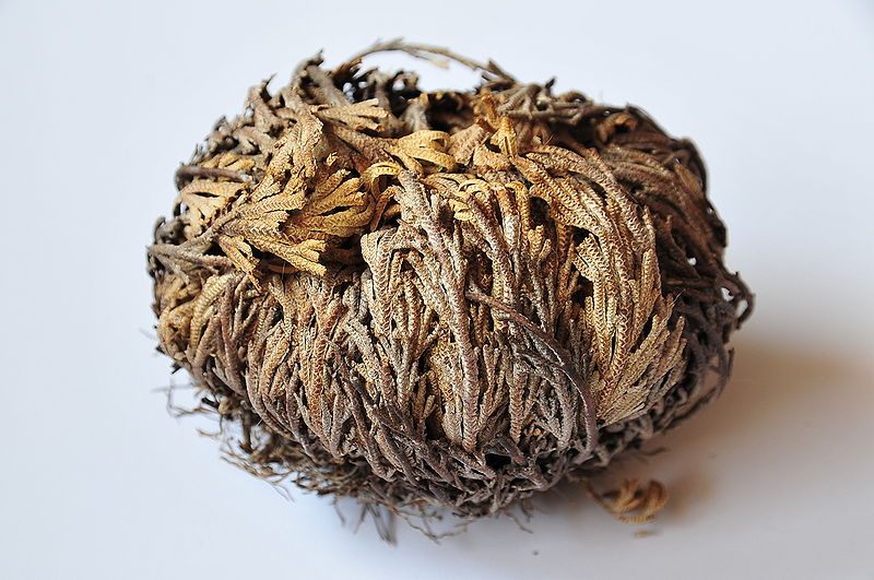 What the Rose of Jericho looks like, all dried up.