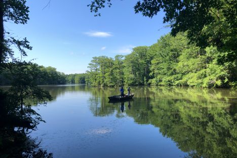 A pond.