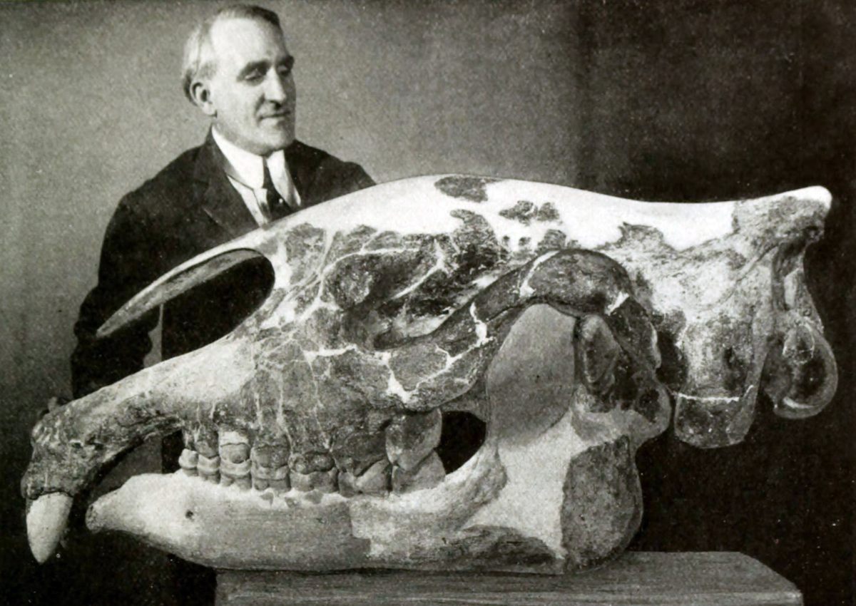 Preparator Otto Falkenbach with a skull of <em>Paraceratherium transouralicum</em> (specimen AMNH 18650), formerly assigned to Baluchitherium grangeri).