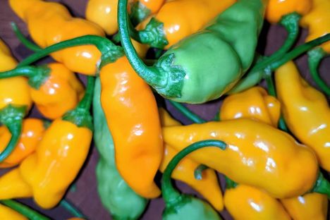 Datil Pepper