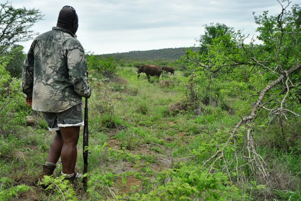 野外指导和作者Sicelo巴观察大象在一次远足他领导的南非。