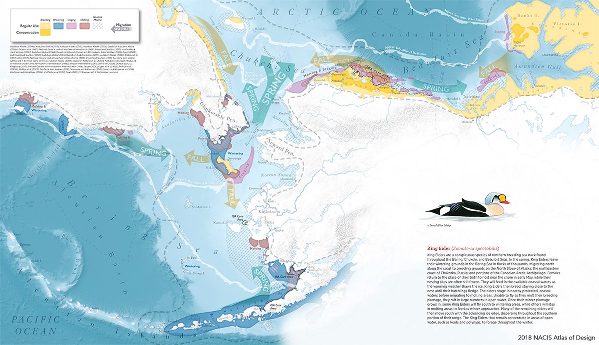 <em>King Eider</em> by Daniel P. Huffman visualizes the arctic life of the king eider sea duck. This is one of 135 pieces that Huffman produced for the <em>Ecological Atlas of the Bering, Chukchi, and Beaufort Seas</em>.