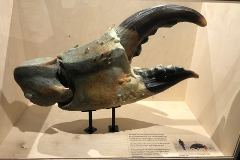 Display of a claw from the Great Margate Crab