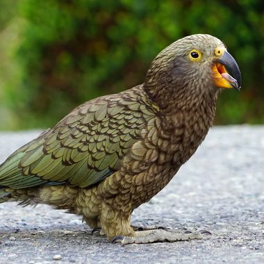 The kea is one of New Zealand's most popular, and infamous, birds.