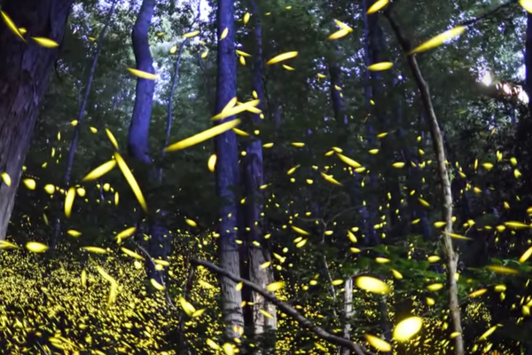 Tennessee synchronous fireflies light show