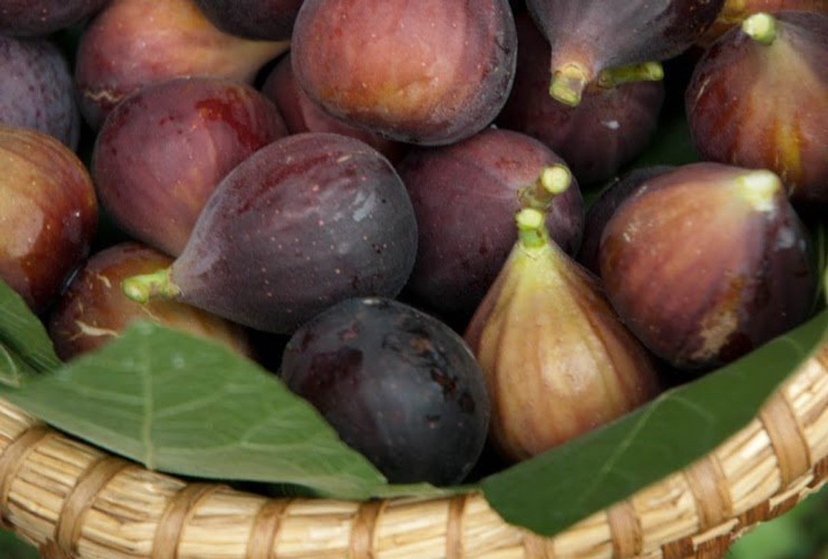 Figs produced in an unlikely climate.