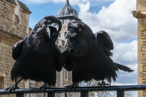 Two of the ravens at the Tower of London. 