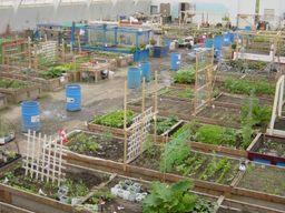 The Inuvik community greenhouse was converted from an old hockey rink.