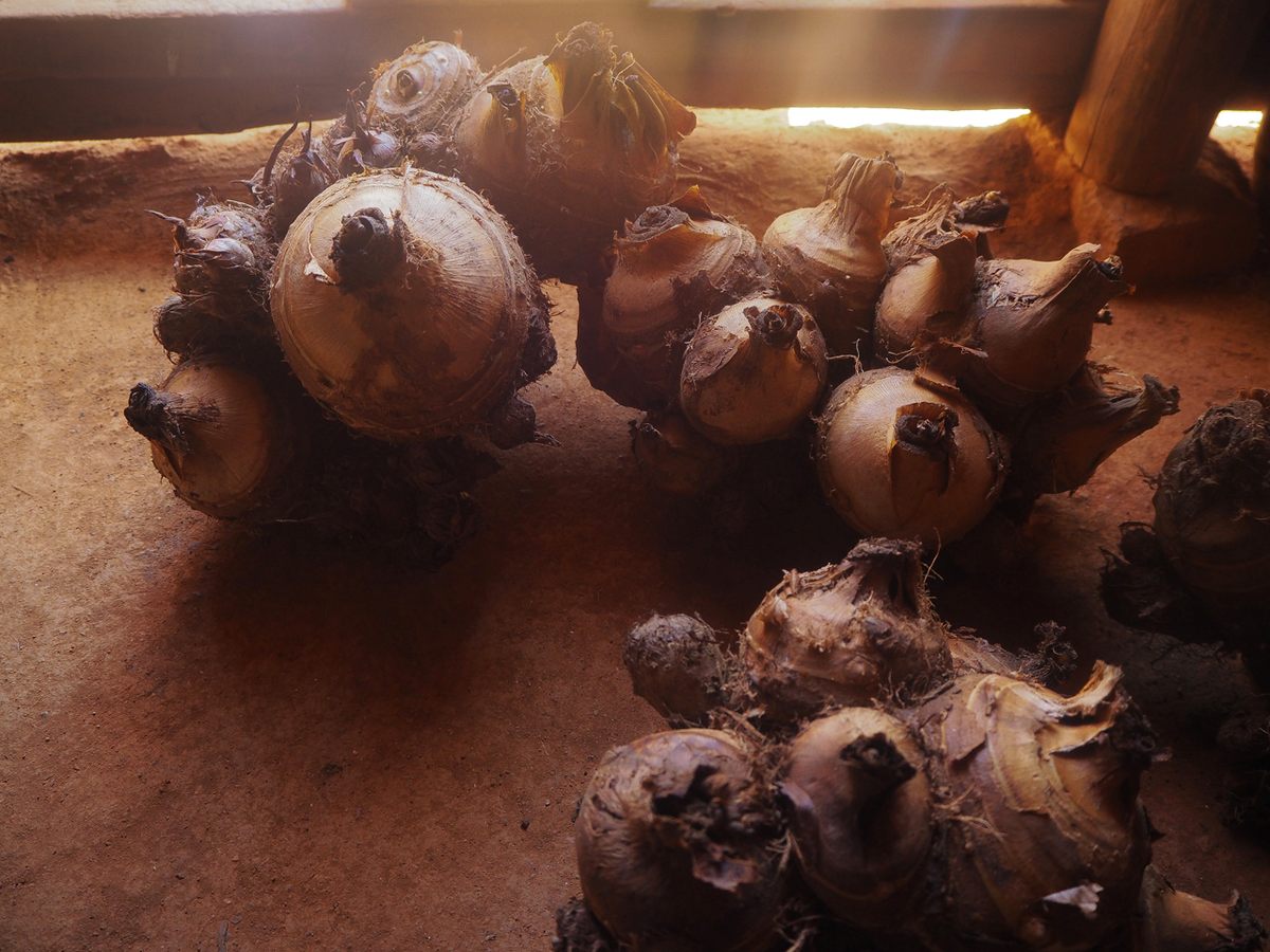 Indigenous yams, in Darechikgre.