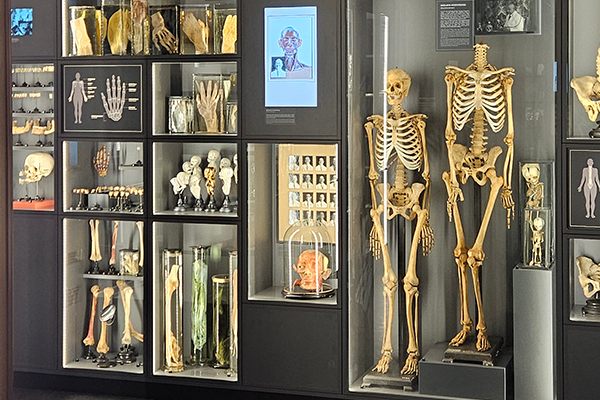Bones on display in the museum.