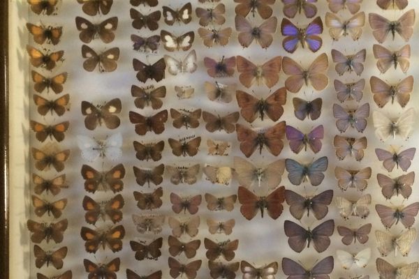 One of many cases of butterflies at the Daintree Entomological Museum.