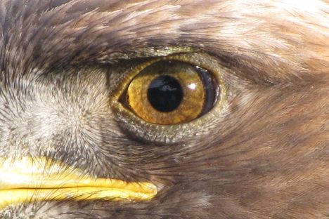 A modern eagle's eye is four to eight times stronger than that of the average human's. 