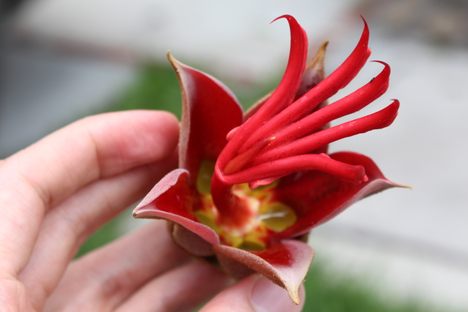 Manitas flower