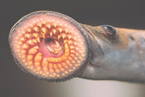 The lamprey's so-called oral disk is its most distinct feature.
