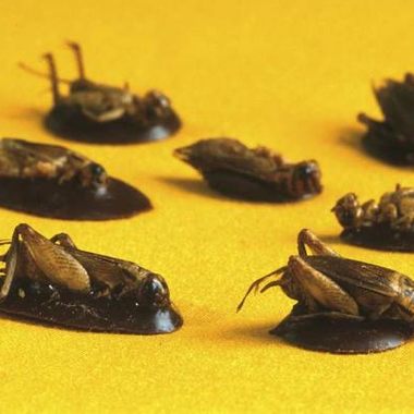 Insect Tastings, yum!