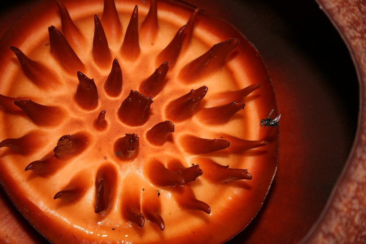 A fly hones in on the central disk of the closely related species <em>Rafflesia kerrii</em>, pictured in Thailand.
