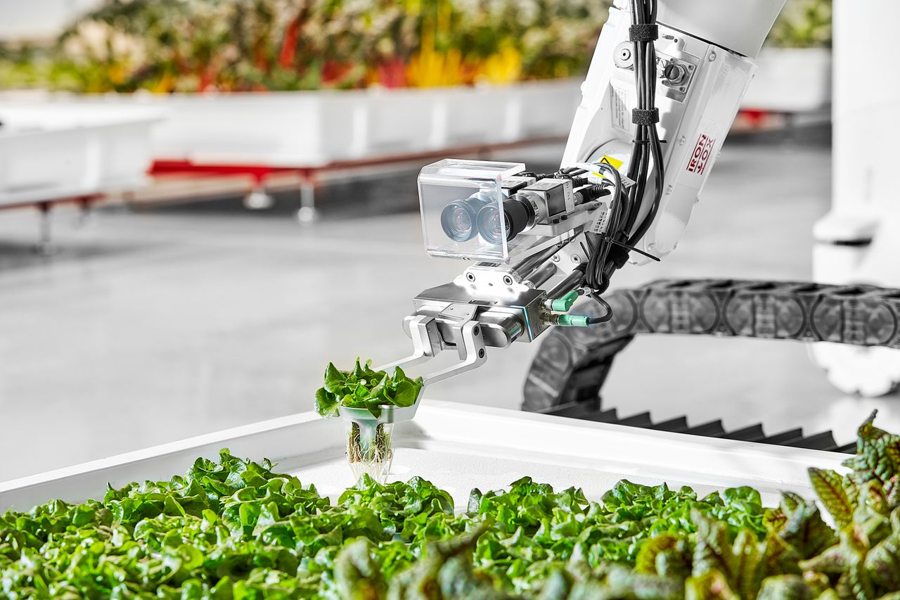 An industrial robotic arm with custom gripper and sensors constantly reorganizes plants as they grow.